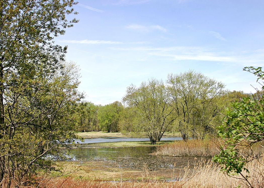 Troy Meadows Birding Walk New Jersey Audubon