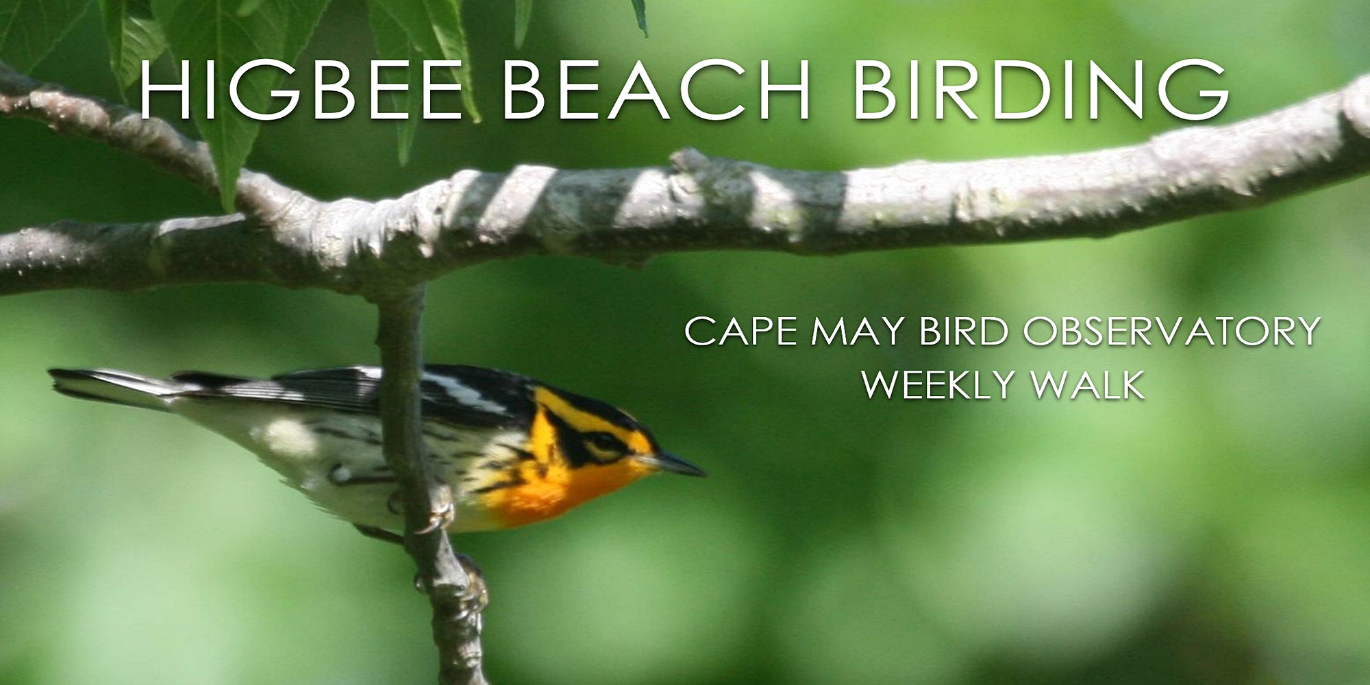 Baltimore Oriole and Cape May Warbler: May 2021