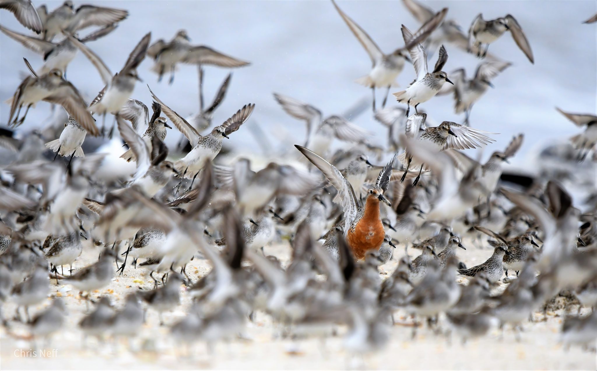 Cape May Spring Festival New Jersey Audubon