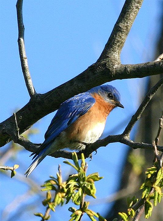 Great Swamp NWR New Jersey Audubon