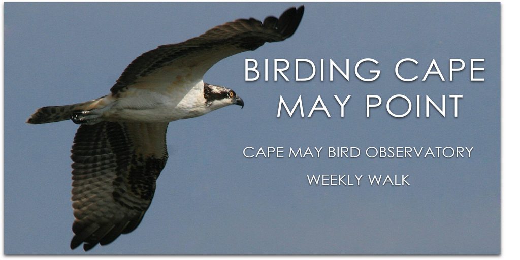 Birding Cape May Point - August 7, 2021 | New Jersey Audubon