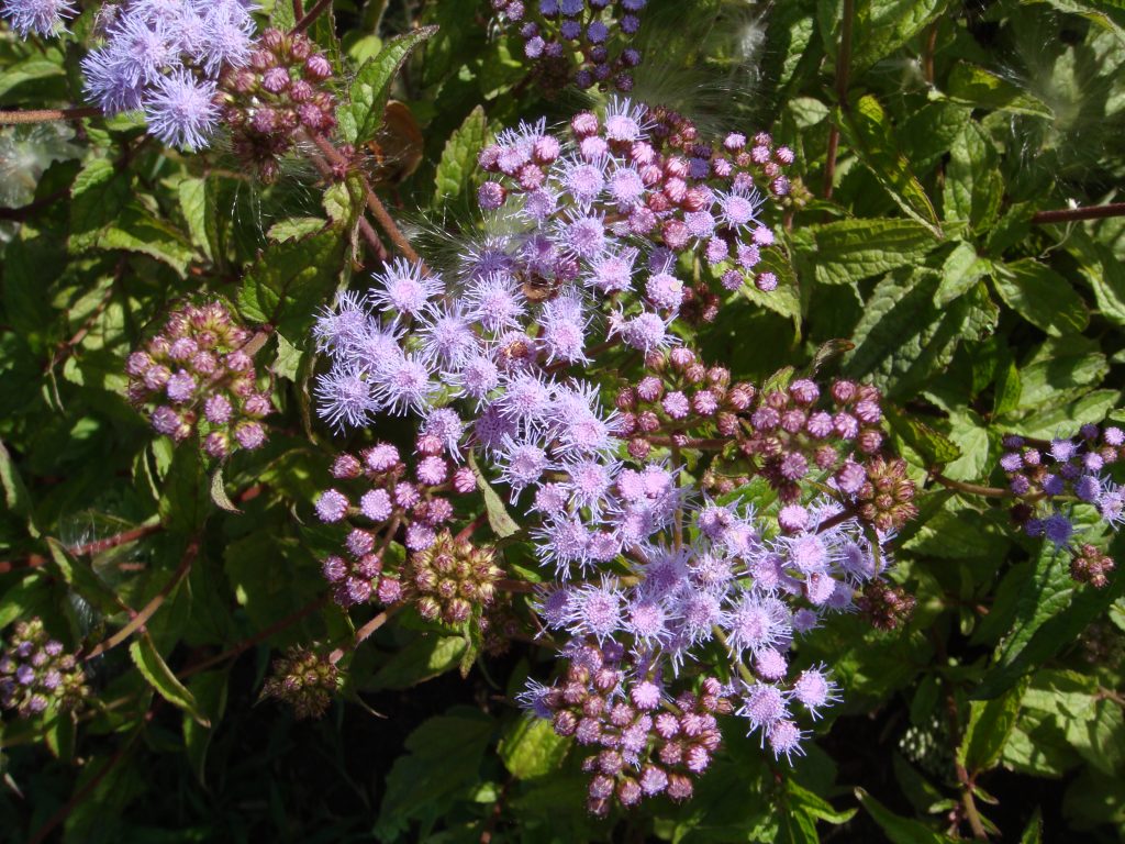 Native Plant Sales New Jersey Audubon