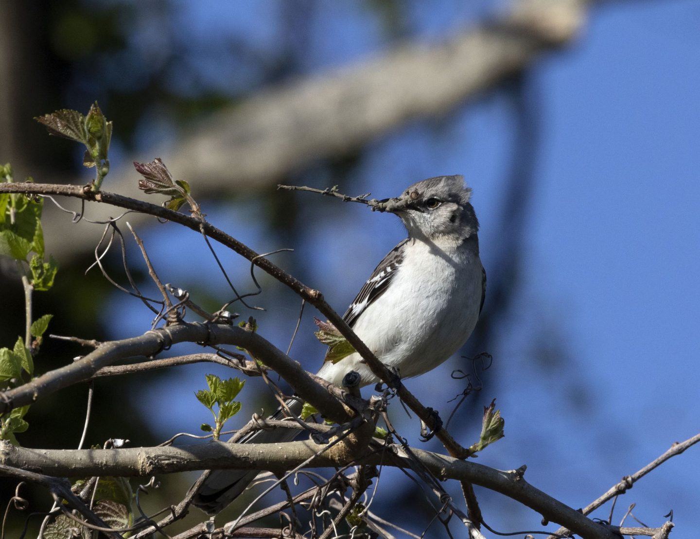 Spring Birding at Garrett Family Preserve - May 1, 2021 | New Jersey Audubon