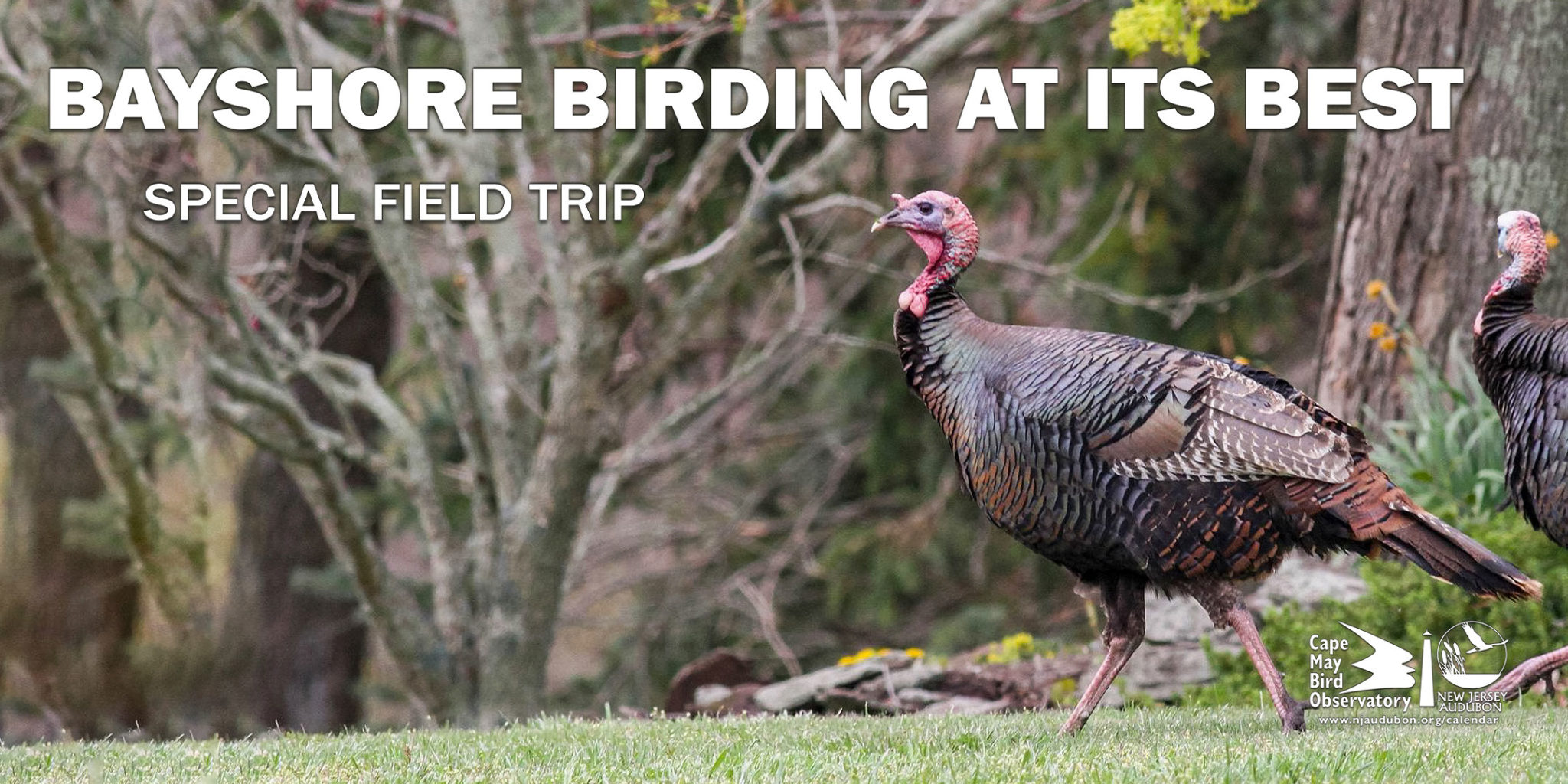 Cape May Birding Festival 2025 Registration 