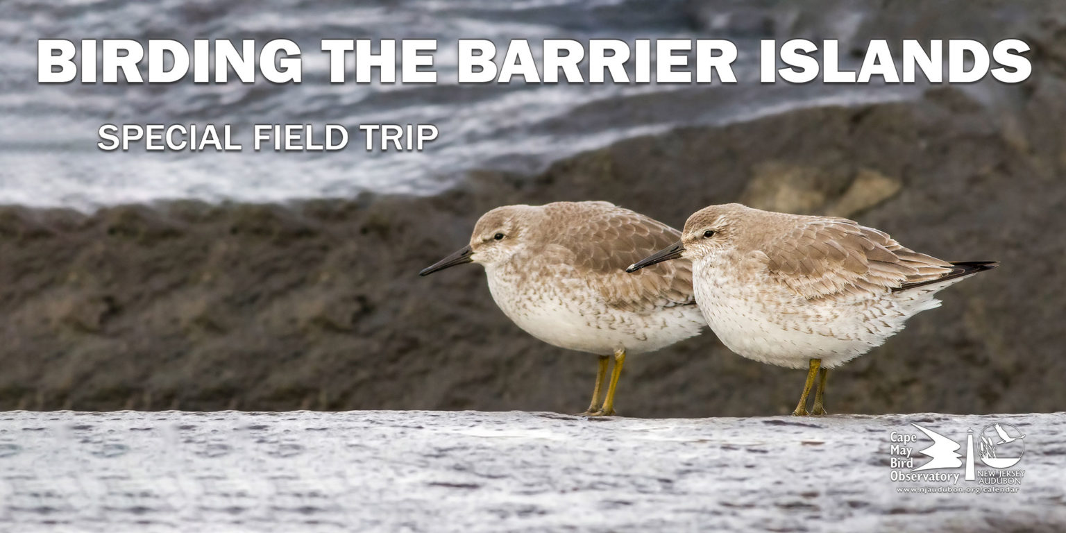 Birding the Barrier Islands November 12, 2022 New Jersey Audubon