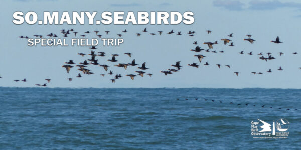 Events from February 25, 2024 – October 28 › Cape May Bird Observatory ...