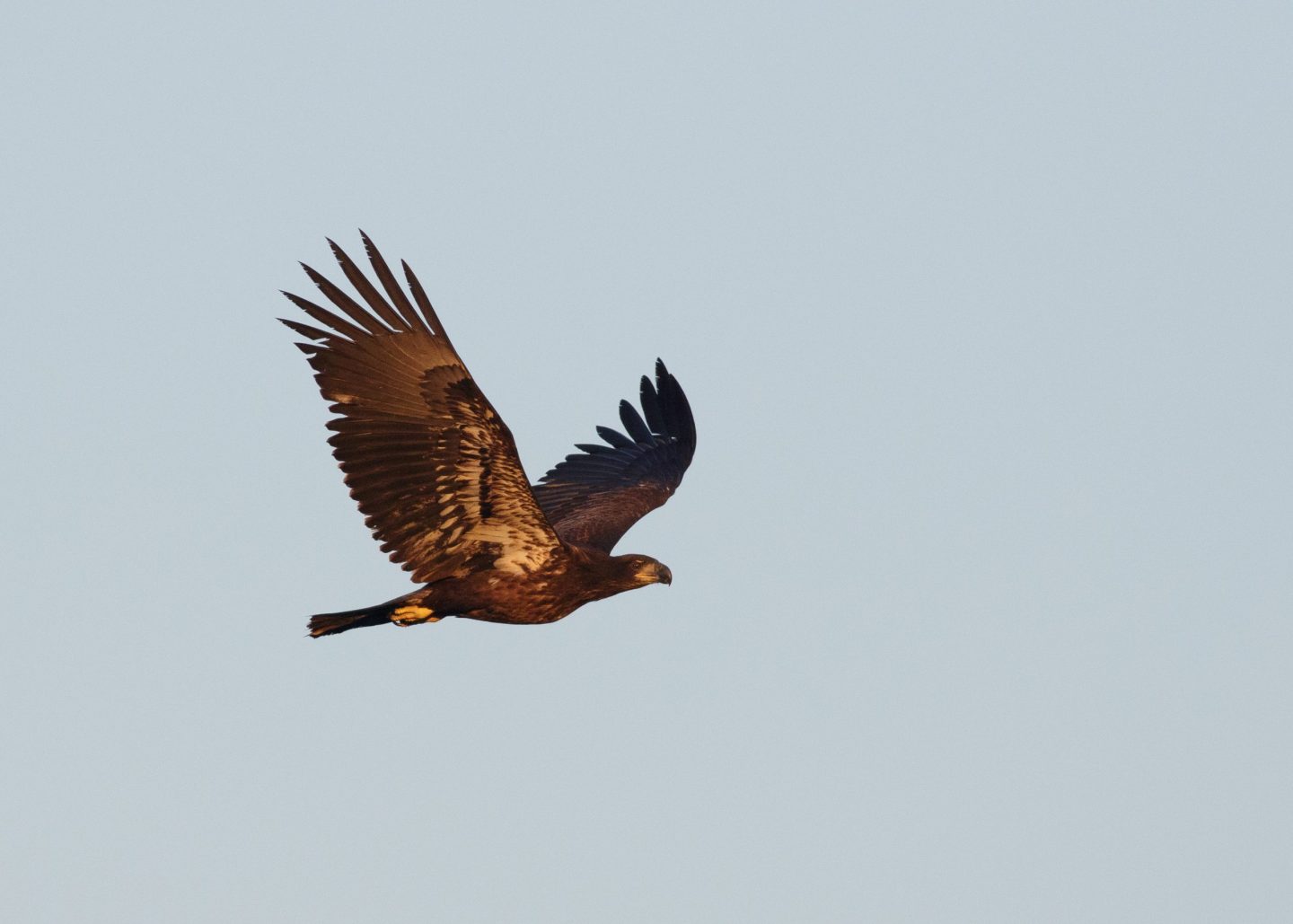 Montclair Hawk Lookout Update 9/12 10/1/2021 New Jersey Audubon