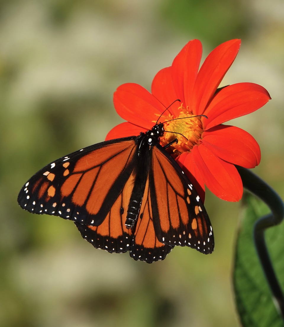 Monarch Butterfly - Delaware Nature Society