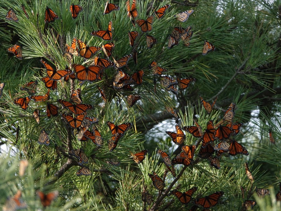 The Monarchs are on their way! New Jersey Audubon