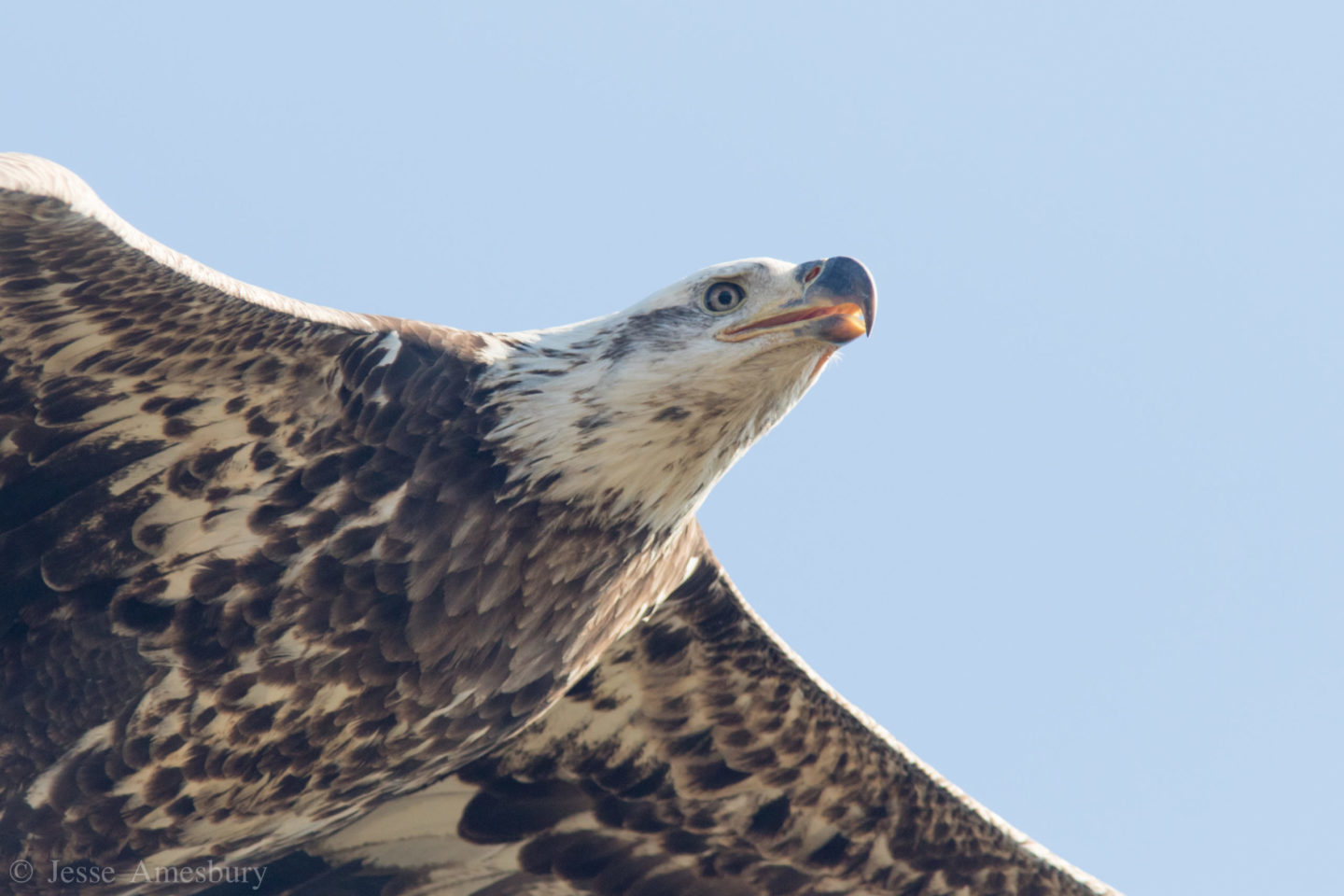 Cape May Hawkwatch Update November 5th 18th New Jersey Audubon