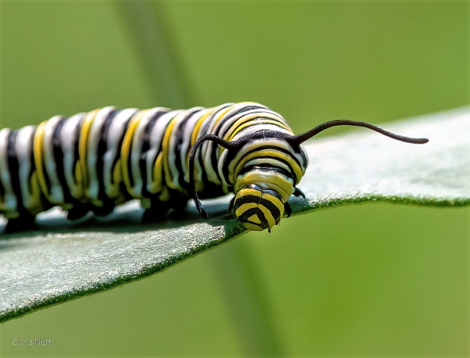 Research shows shifting fall migration timing in monarch butterflies ...