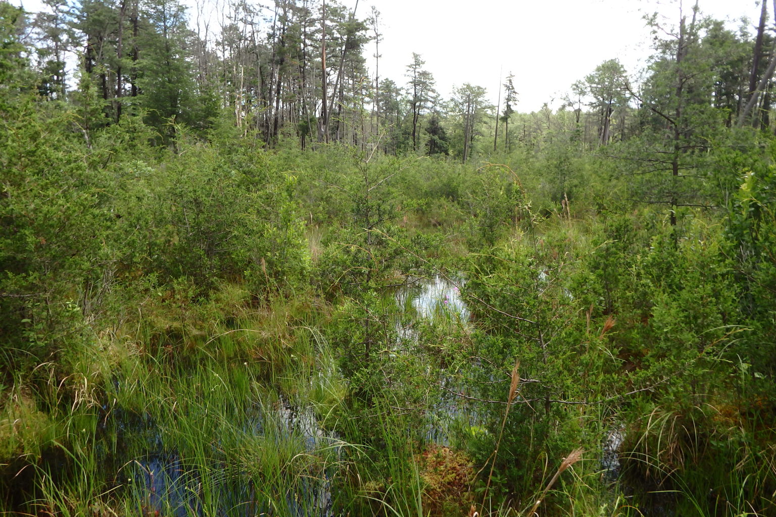 Conserving Atlantic White-Cedar Forested Wetlands Through Active Forest ...