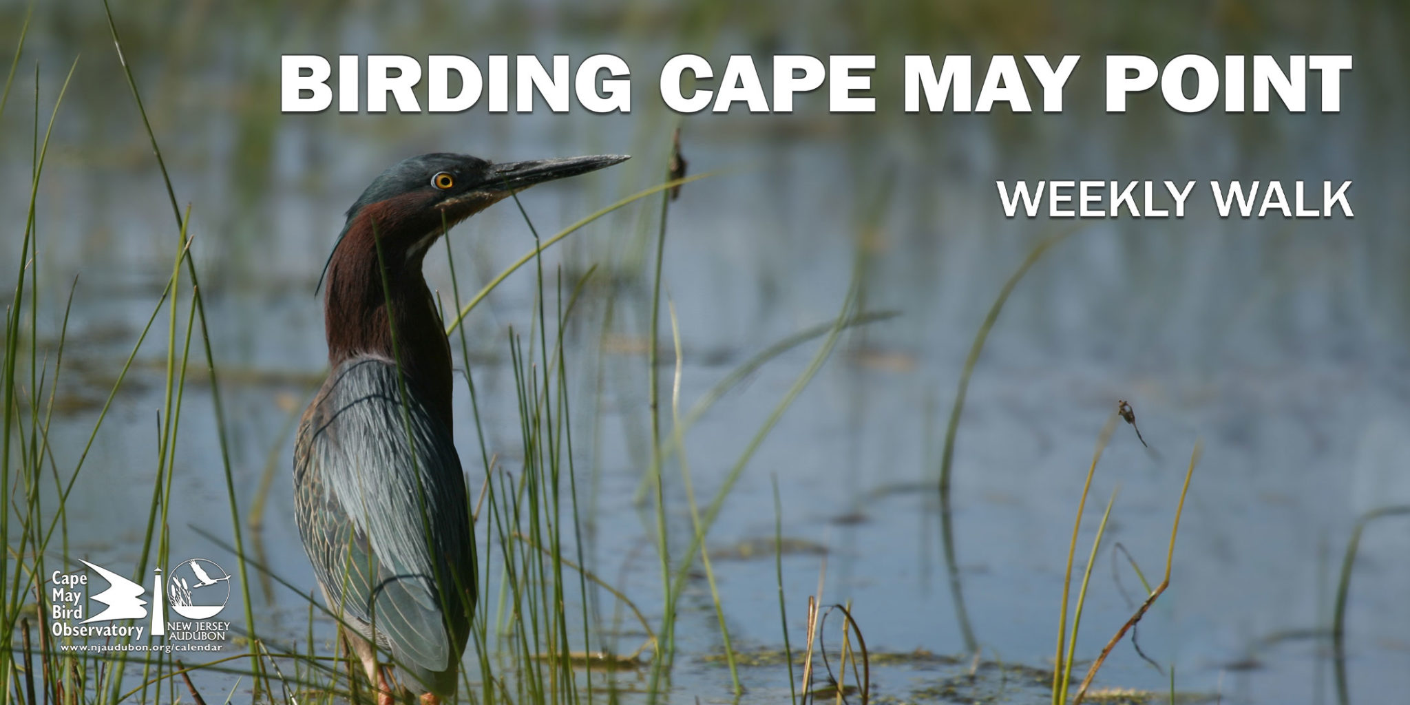 Events › Cape May Bird Observatory’s Northwood Center › New