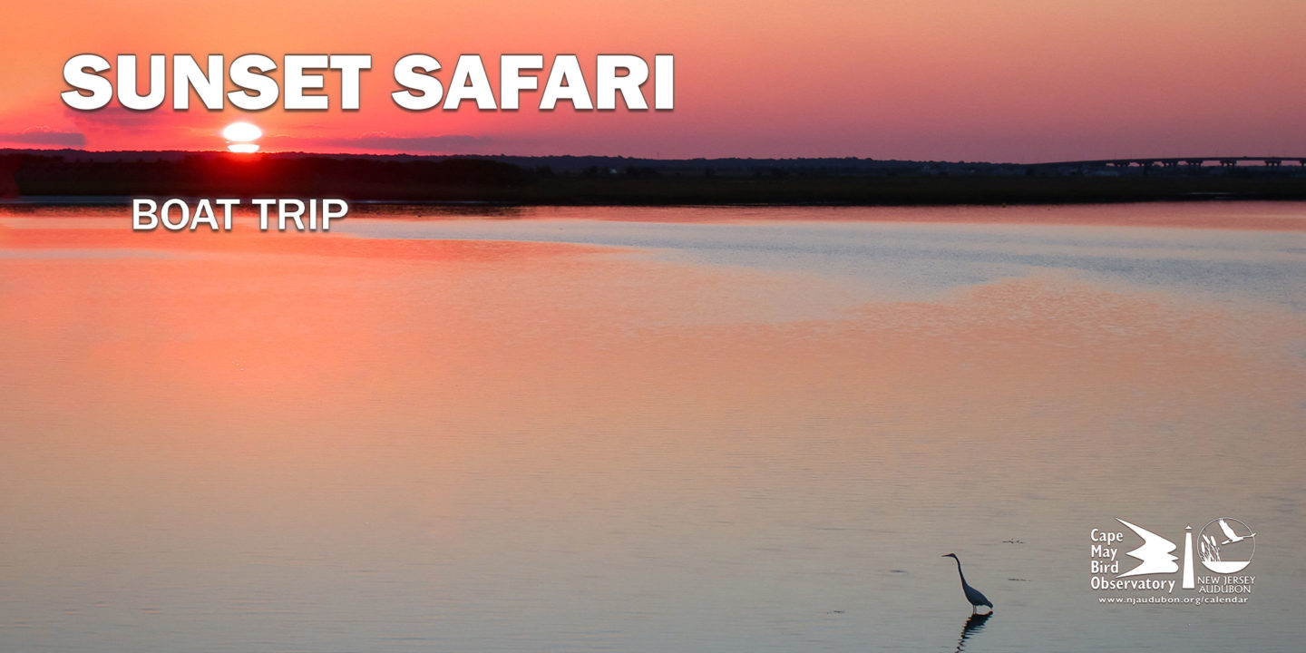 cape may sunset safari