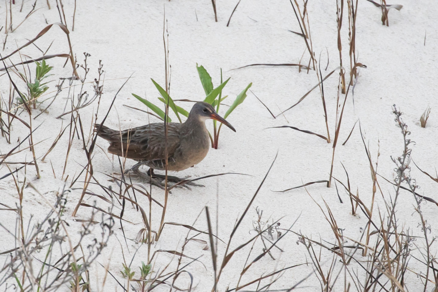 CAPE MAY SPRINGWATCH EarlyMid May Summary New Jersey Audubon