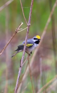 Male Golden-Winged Warbler observed at a NJ Monitoring Point. Photograph by Steven Bauer