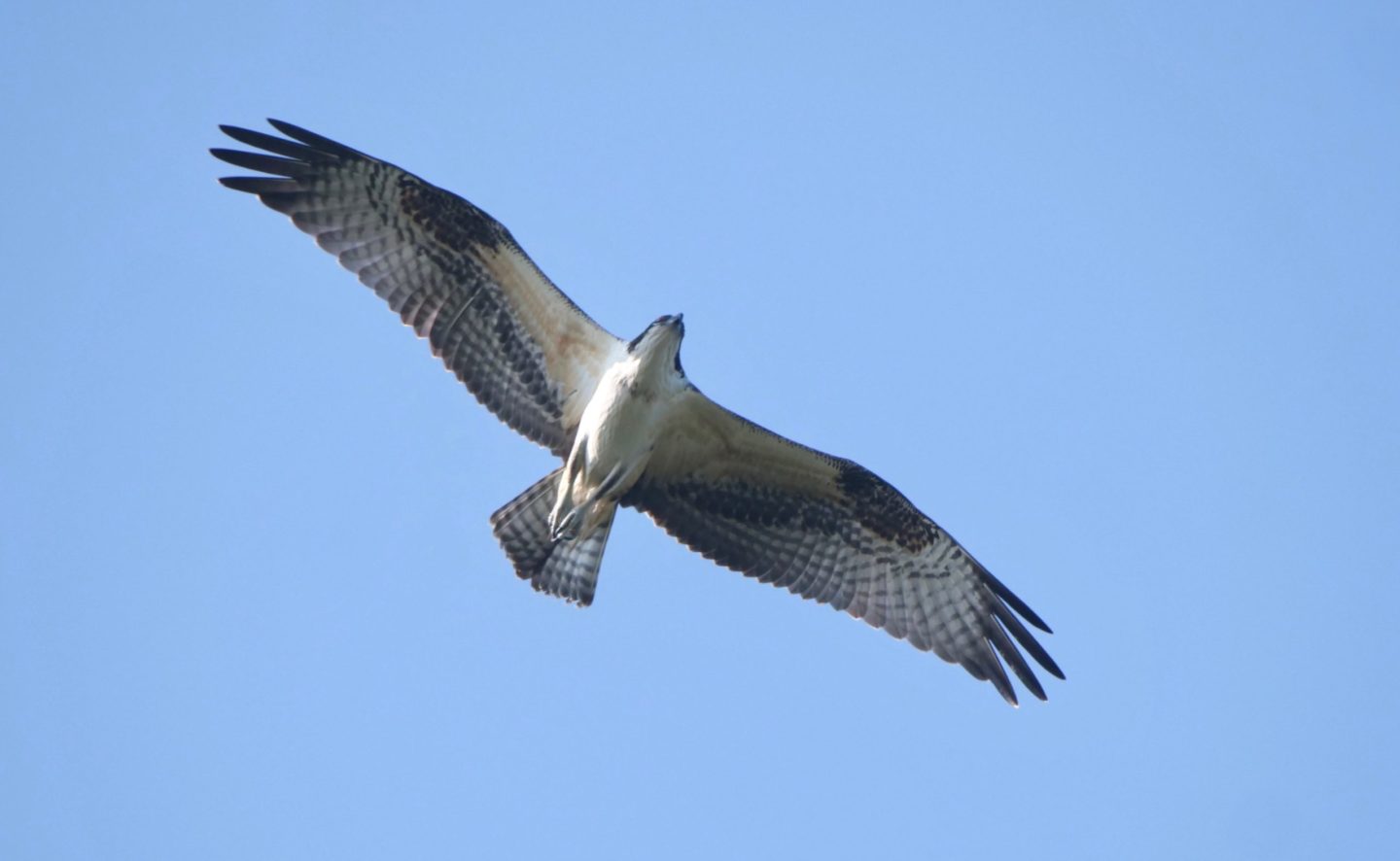 CAPE MAY HAWKWATCH: Mid-September Update | New Jersey Audubon