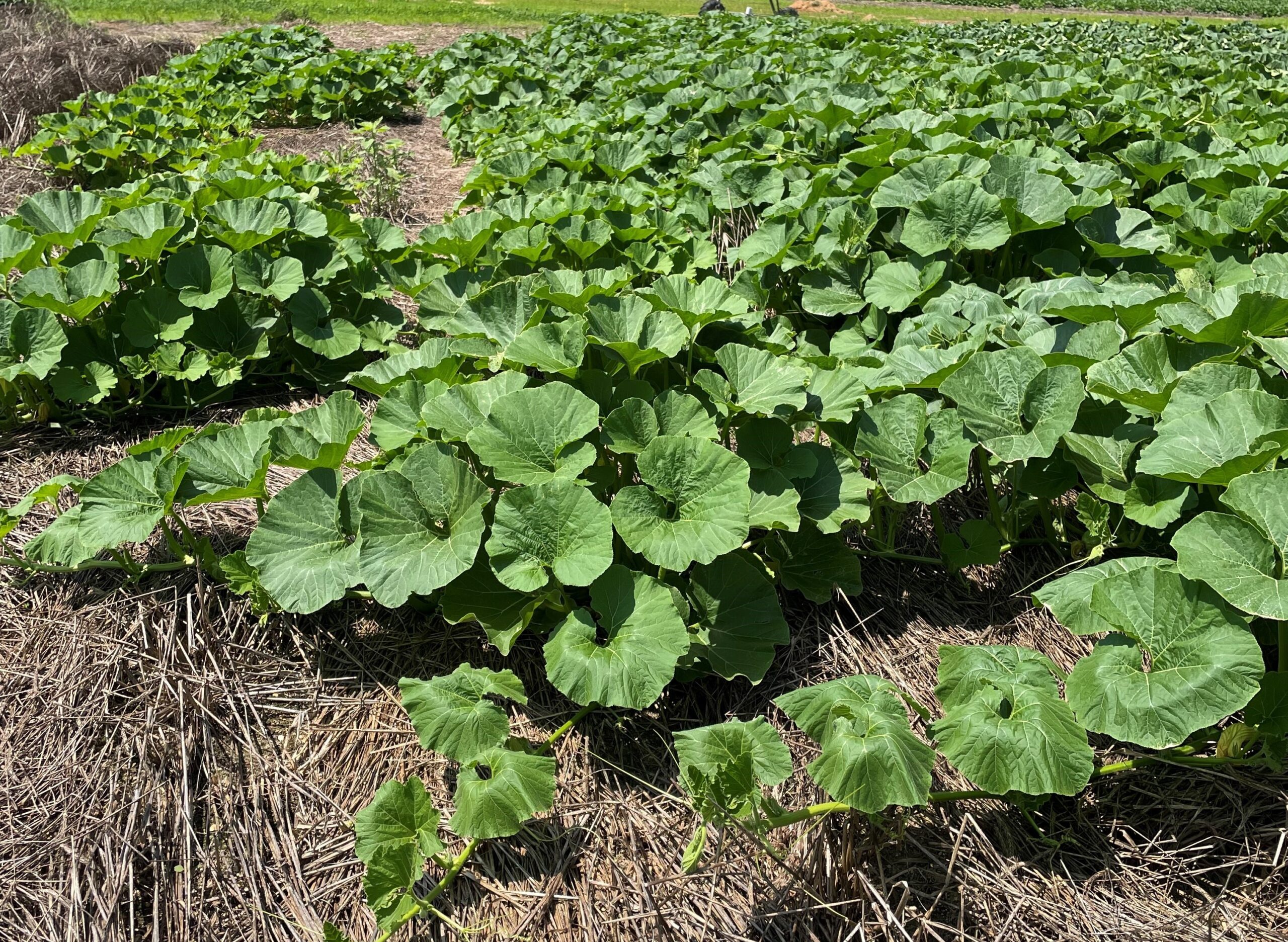 Agriculture and Conservation New Jersey Audubon
