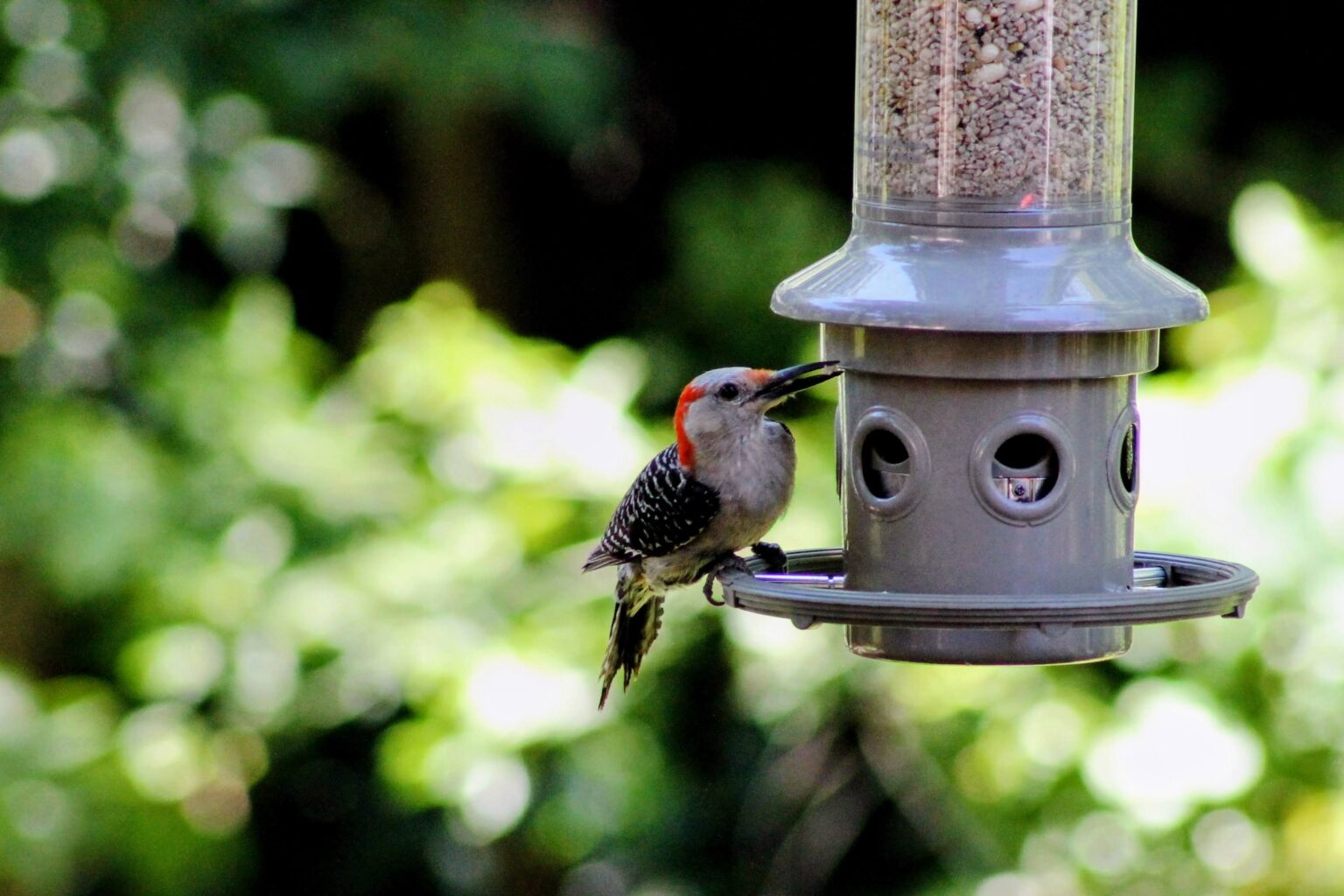 Caring for Your Backyard Birds | New Jersey Audubon