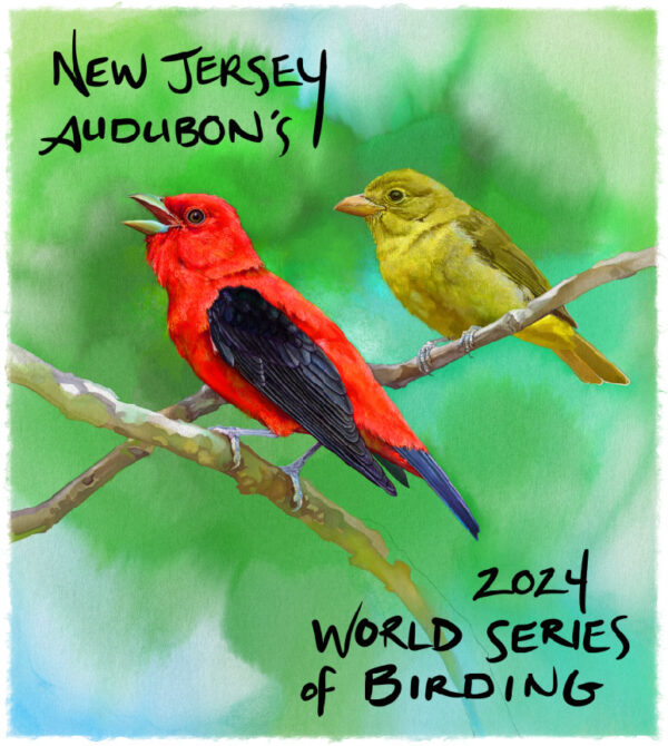 World Series of Birding | New Jersey Audubon