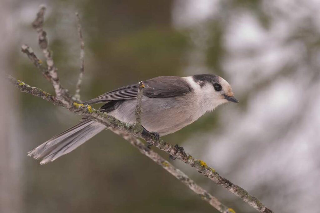 Canada Jay by participant Ernest Hahn