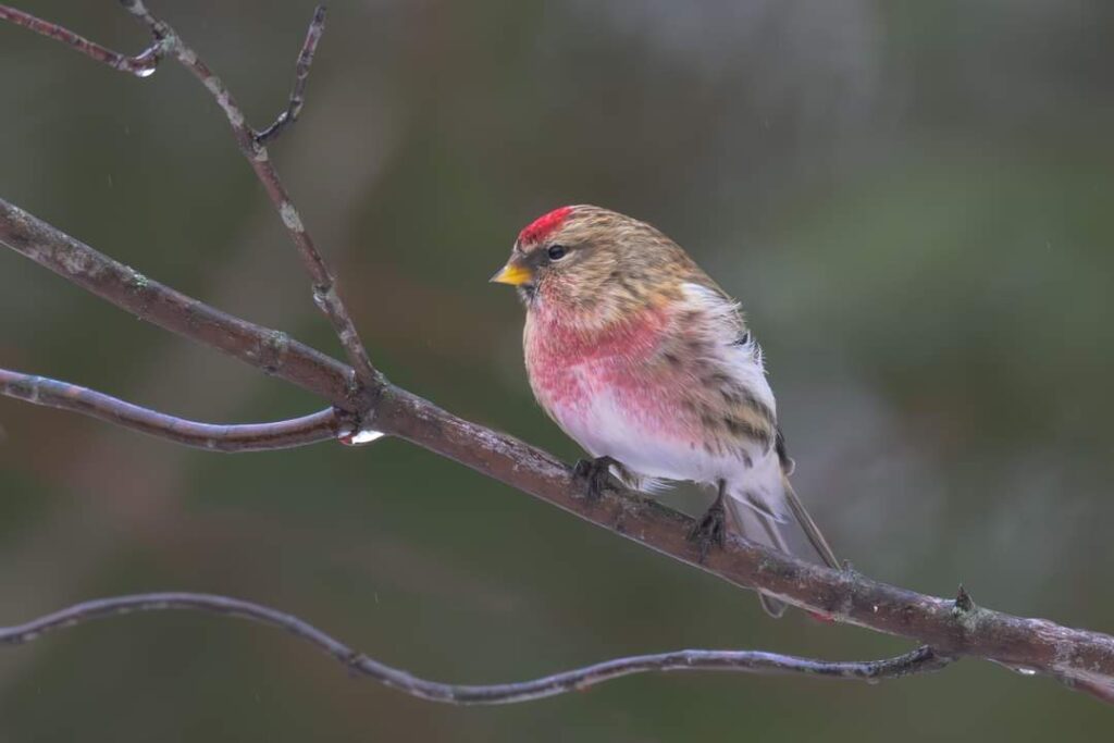 Common Redpoll by participant Ernest Hahn