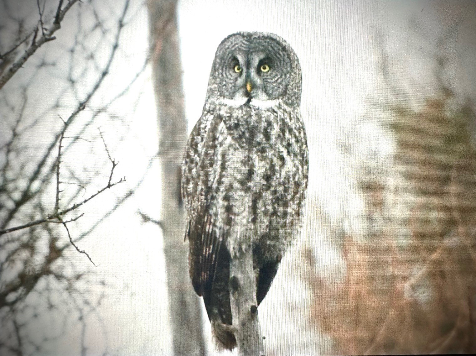 New Jersey Audubon Eco Travel Minnesota In Winter January 25 30 2024   GGOW By Participant Chery Rizzo Minn 2024 