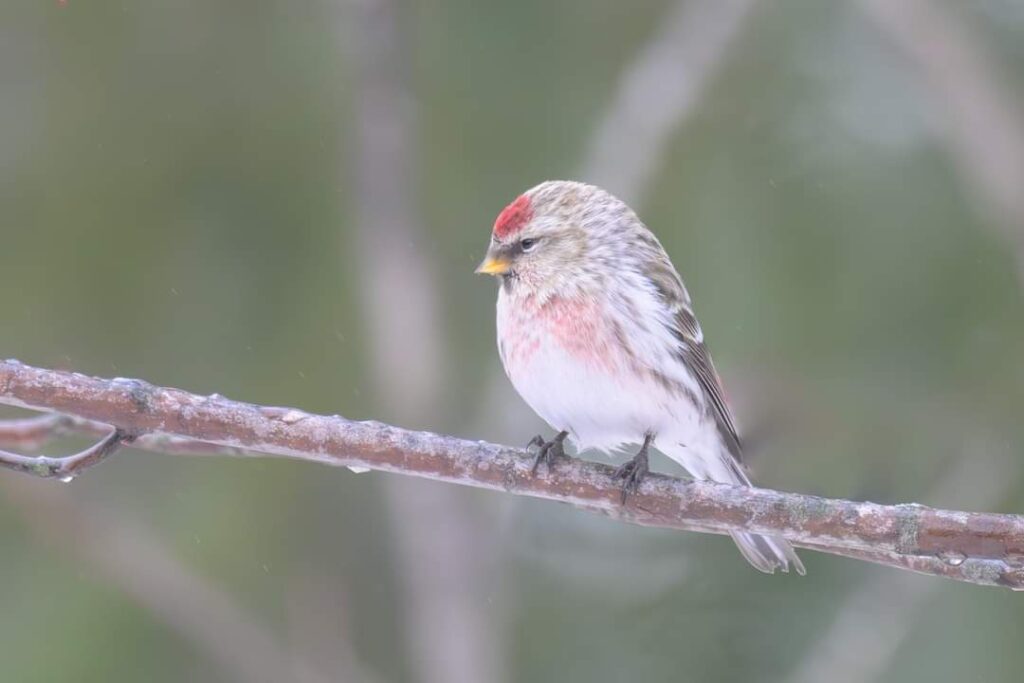 Hoary Redpoll by participant Ernest Hahn