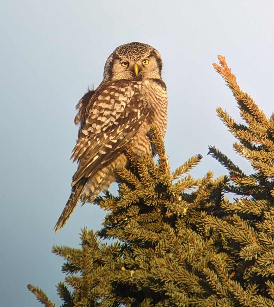 Northern Hawk Owl by S Barnes 