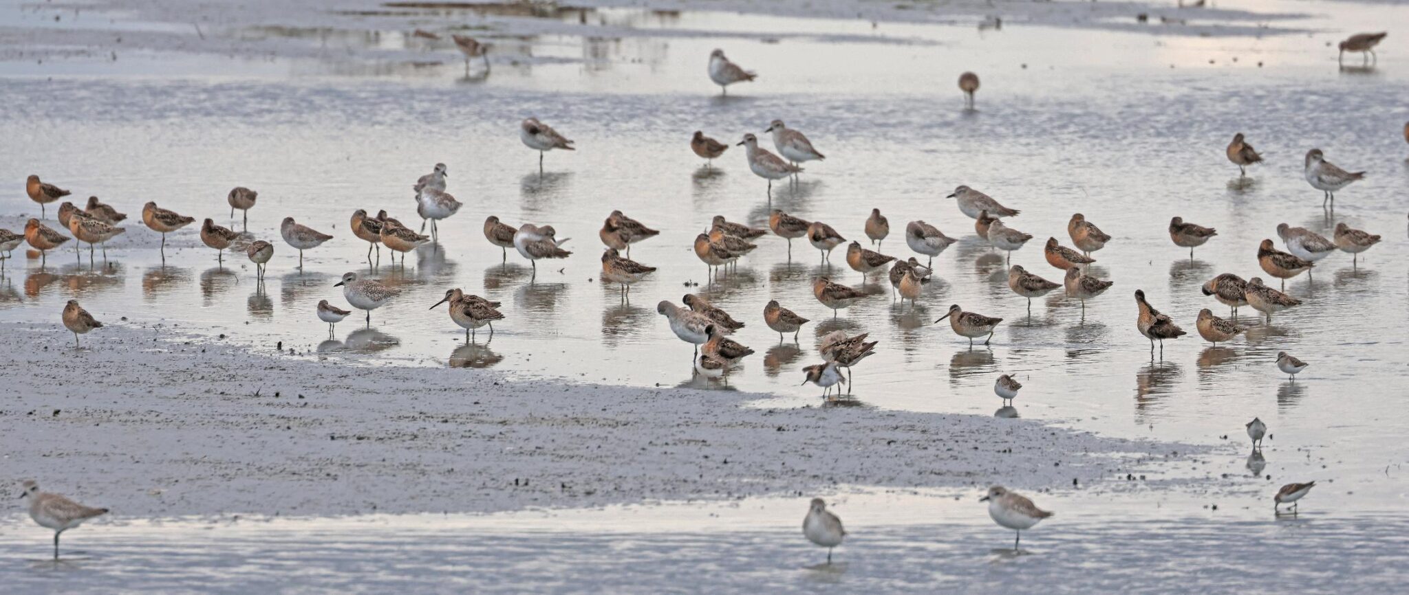 Forsythe (Brigantine) NWR - July 13, 2024 | New Jersey Audubon