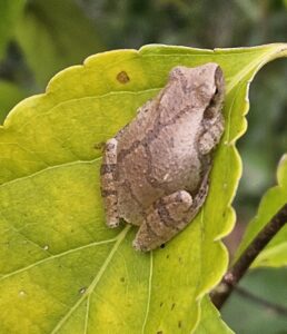 Tree Frog photo by Jackie Parker