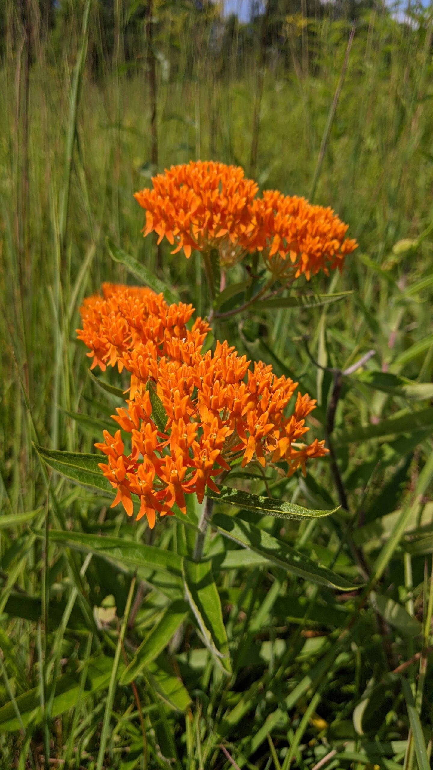 Butterfly Milkweed