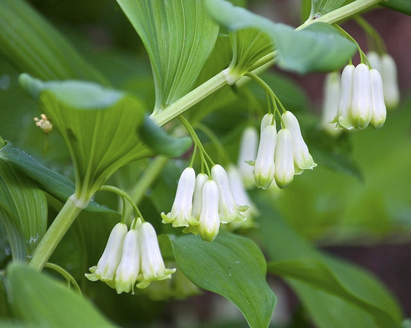 Smooth Solomon’s Seal