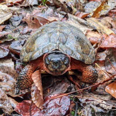 Image 1. Boldly Colored Adult Wood Turtle 2 Boldly Colored Adult Wood Turtle