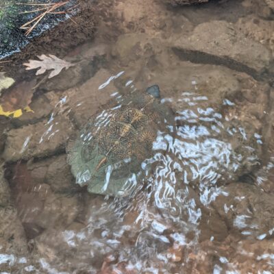 Image 5. Wood Turtles are Well Camouflaged in Rocky Streams 2 Wood Turtles are Well Camouflaged in Rocky Streams