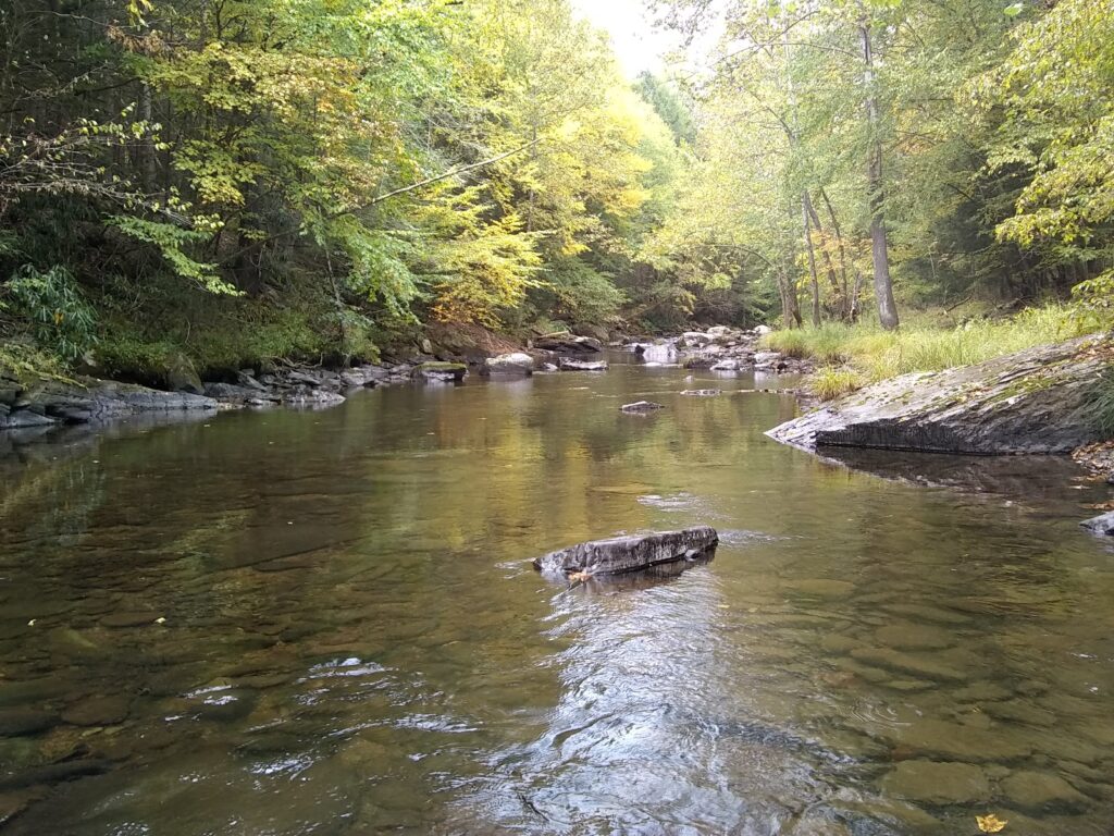 Spotlight on the Wood Turtle for World Turtle Day | New Jersey Audubon