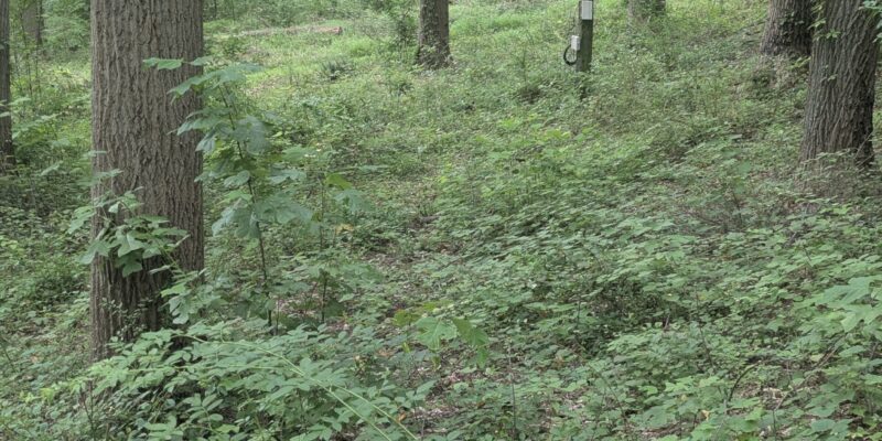 Barberry Invasive barberry