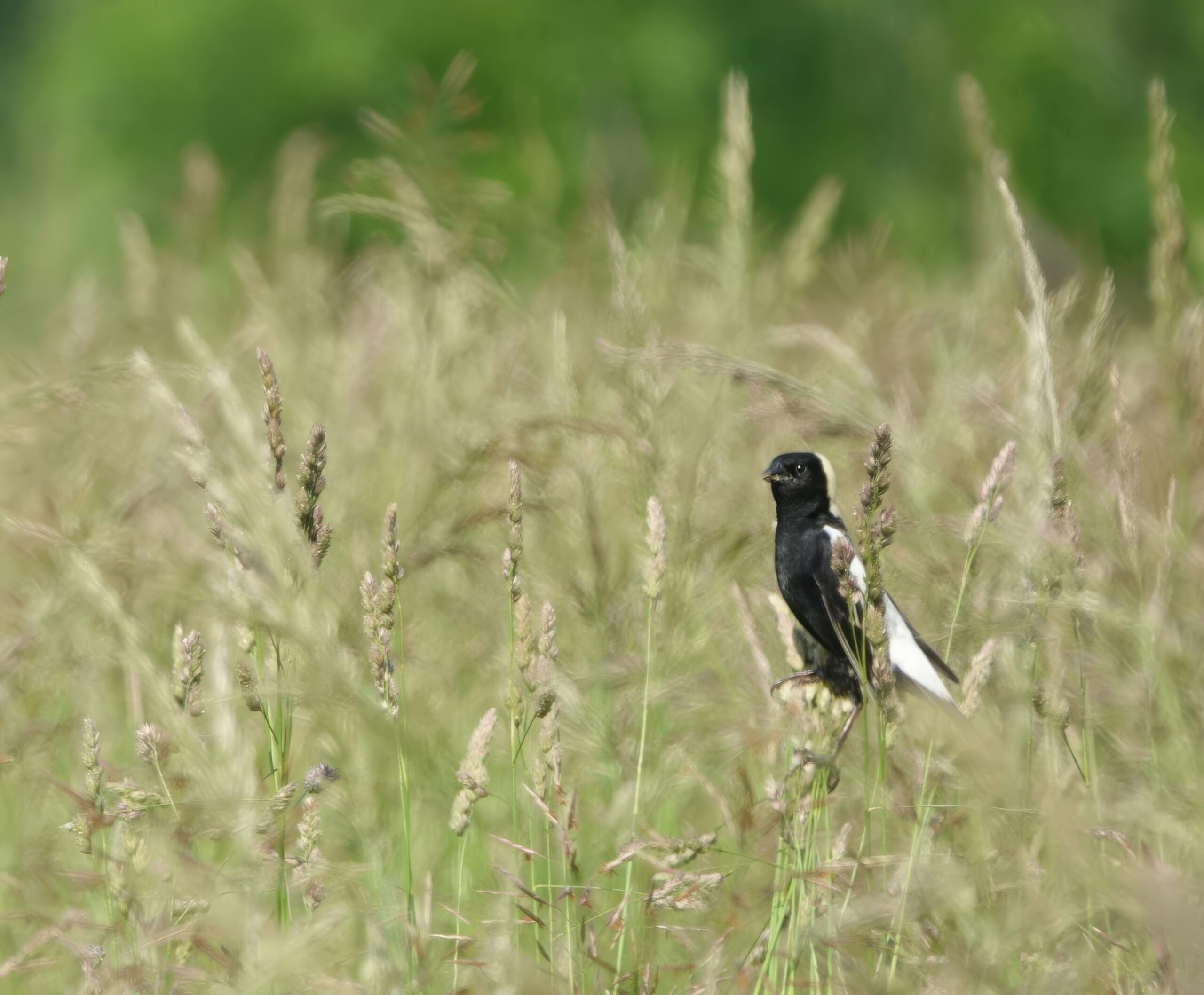 Bobolink_credit Deb DeSalvo-topaz-upscale-3x