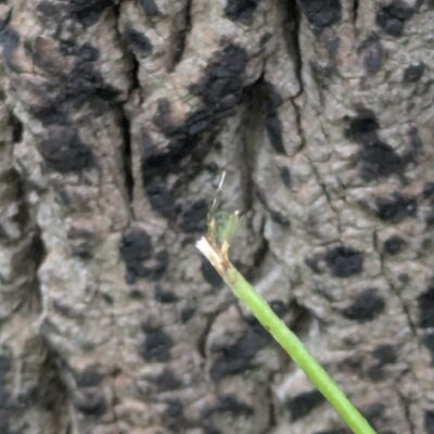 Browse close up Browse close up