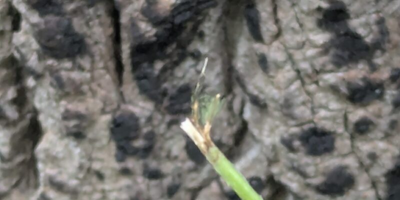 Browse close up Close-up view of chew marks on a Tulip poplar sapling. Notice how the bite is twisted