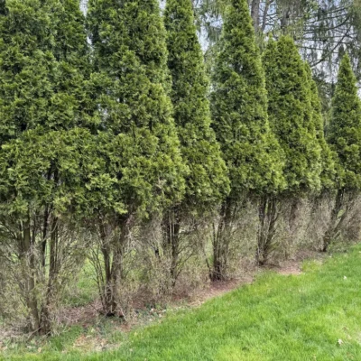 Browse on arborvite Browse on arborvite