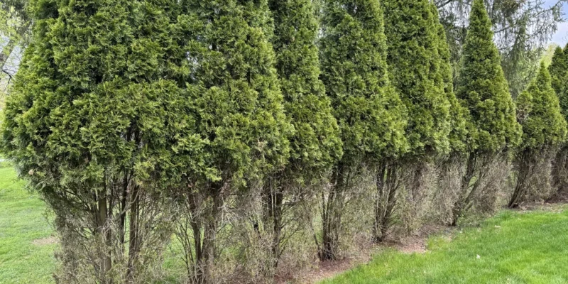 Browse on arborvite Deer browse line on arborvitae. A browse line is a distinct, horizontal line on vegetation that indicates the maximum height to which animals have been eating or browsing.