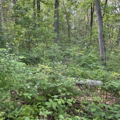 Inside the deer fence at SH_Jan Hudson v2-topaz-denoise Inside of the deer fence