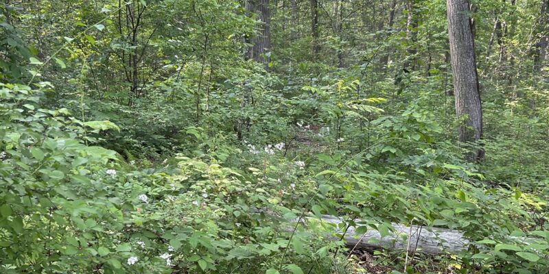 Inside the deer fence at SH_Jan Hudson v2-topaz-denoise healthy forest understory free from impact by deer