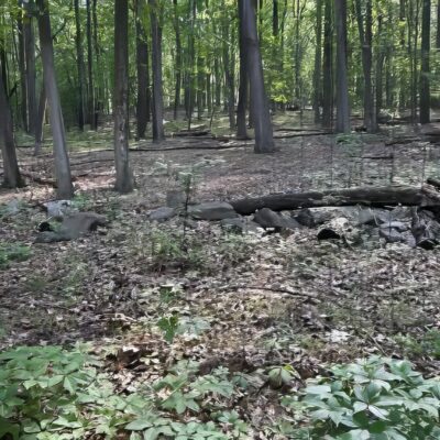 outside the deer fence at SH_Jan Hudson v2-topaz-denoise-upscale-4x Outside of the deer fence