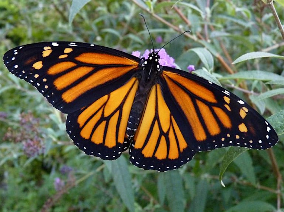 NJ Audubon Monarch Madness | New Jersey Audubon