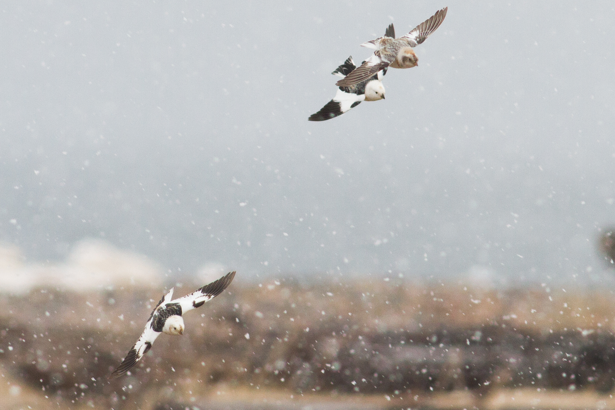 Snow Buntings