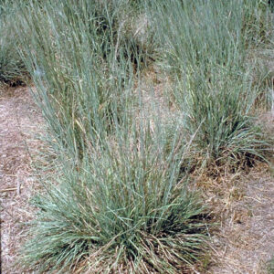 Little Blue Stem grass