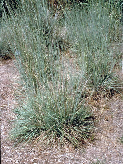Little Blue Stem grass