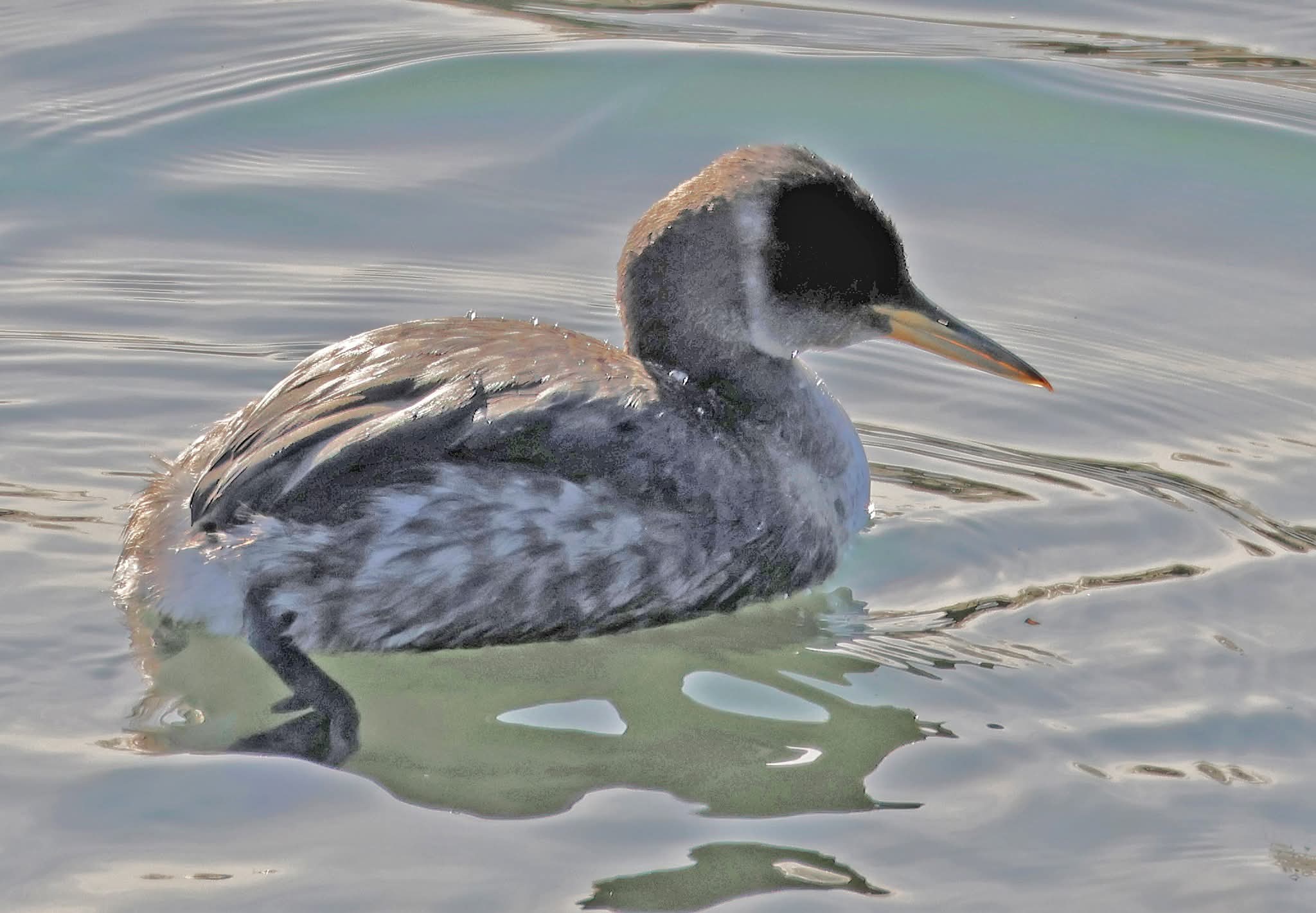 RNGR MacMillan LM #1